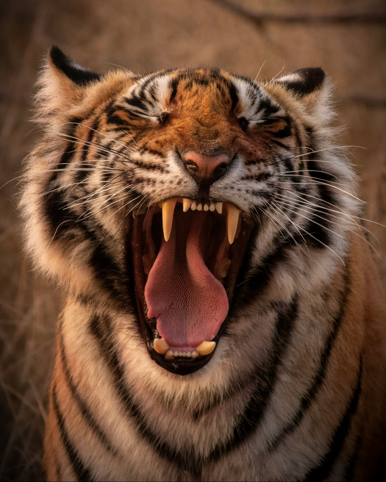 Photo from Julien Mercier